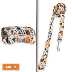 Conjunto Dibase